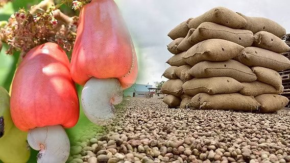 Raw Cashew Supplier in India