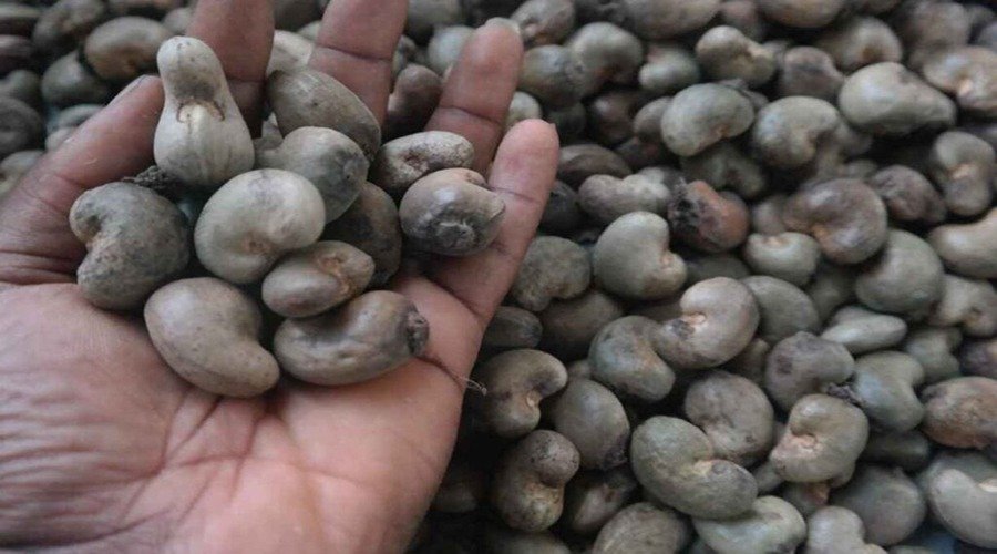 Raw Cashew Supplier in India