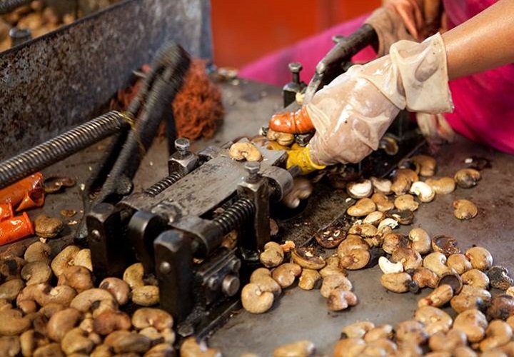 cashew processing
