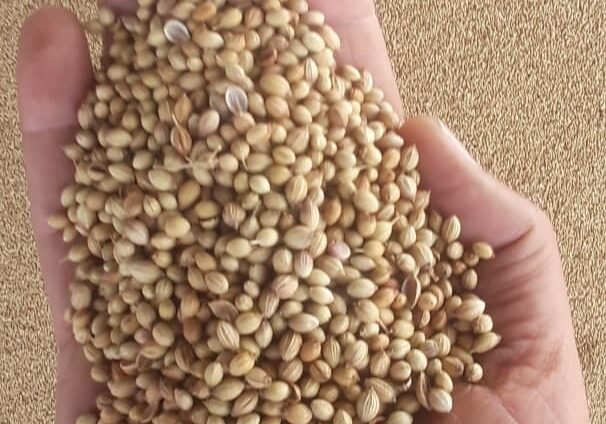 CORIANDER